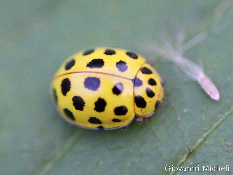 Coccinella: Psyllobora vigintiduopunctata